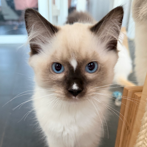 Foto van de poes