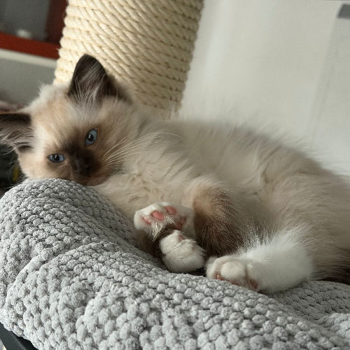 Foto van de poes