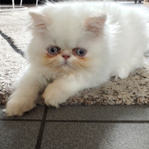 Foto van de poes