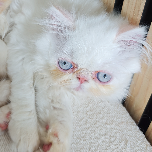 Foto van de poes