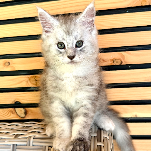 Foto van de poes