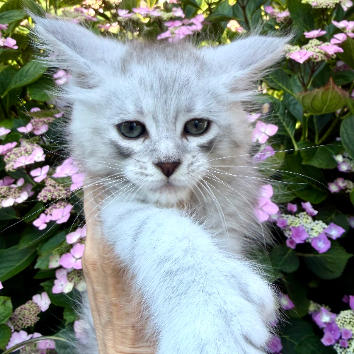 Foto van de poes