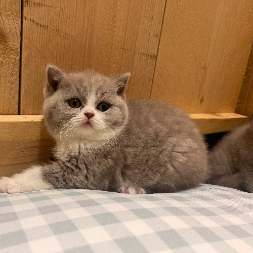 Foto van de poes