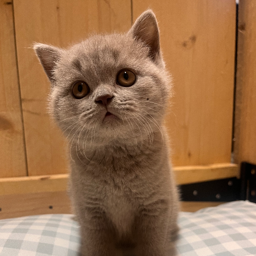 Foto van de poes