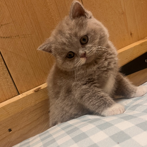 Foto van de poes