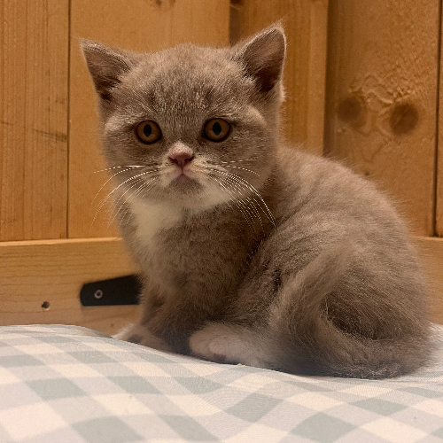 Foto van de poes