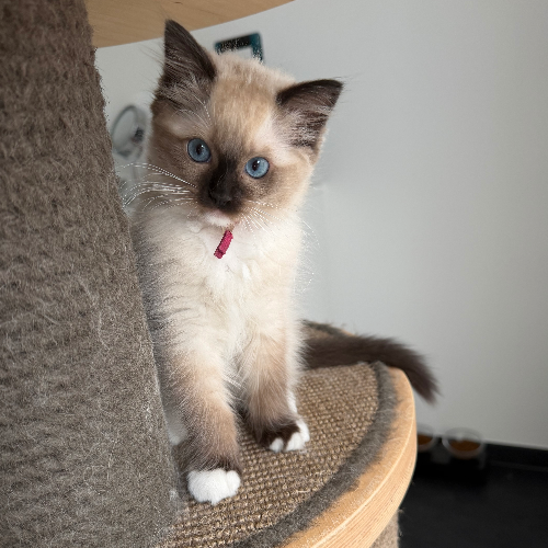 Foto van de poes