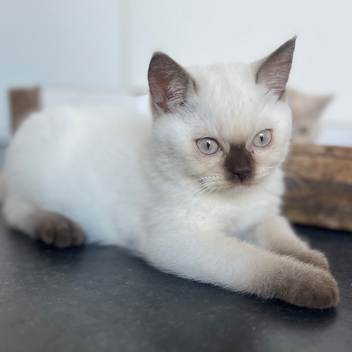 Foto van de poes
