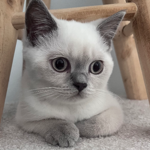 Foto van de poes