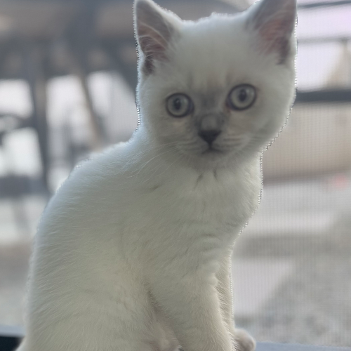 Foto van de poes