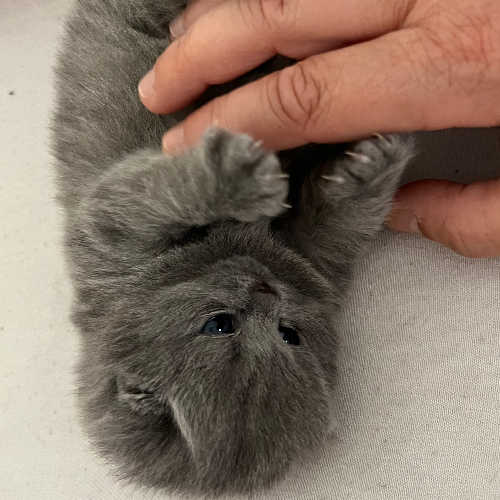 Foto van de poes