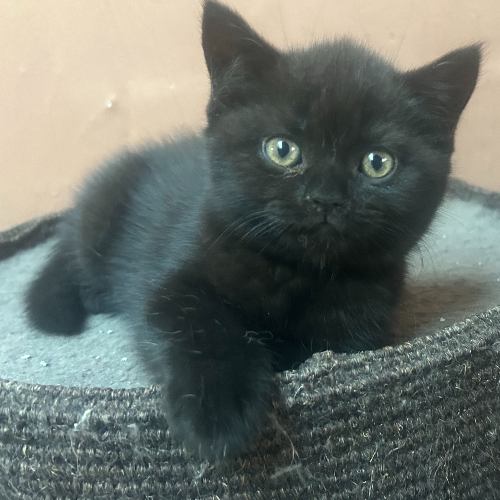 Foto van de poes