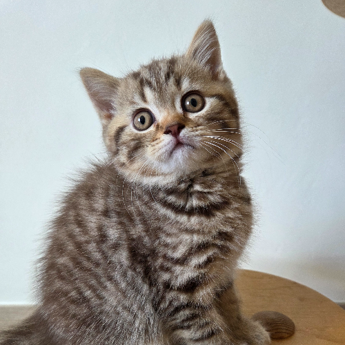 Foto van de poes