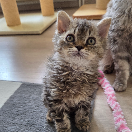 Foto van de poes