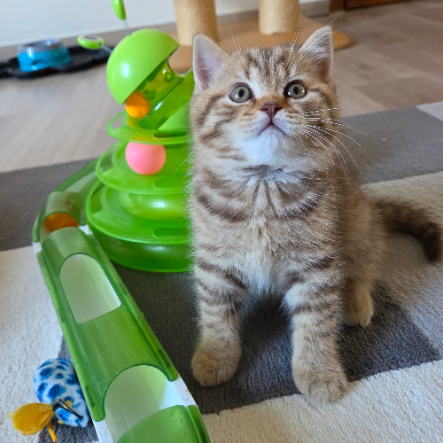 Foto van de poes
