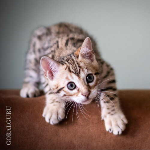 Foto van de poes