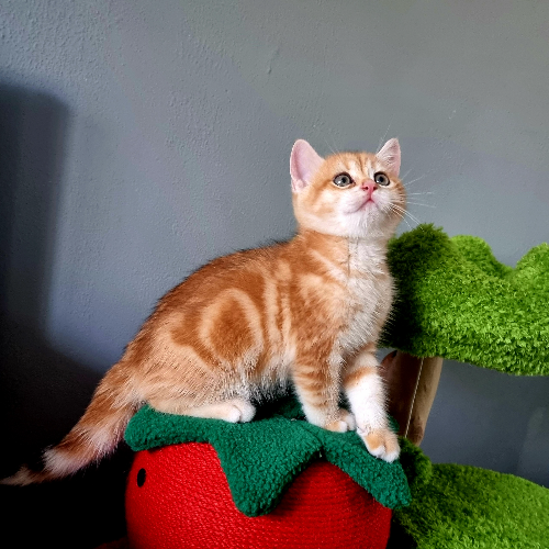 Foto van de poes