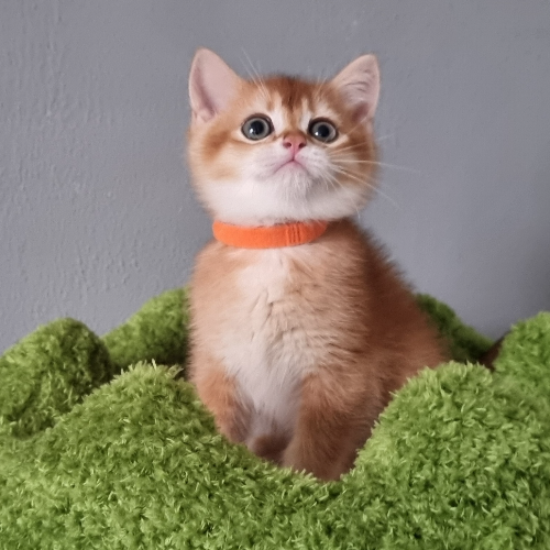 Foto van de poes