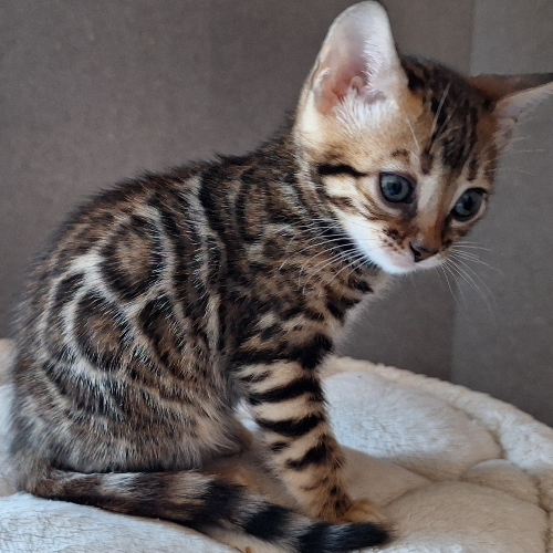 Foto van de poes