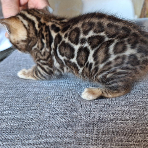 Foto van de poes