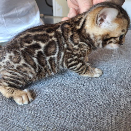 Foto van de poes