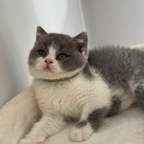 Foto van de poes