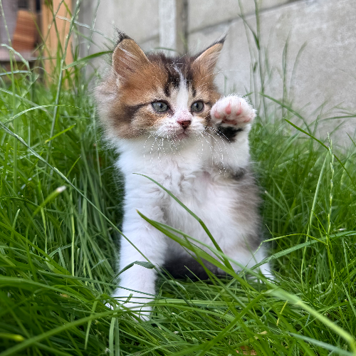 Foto van de poes