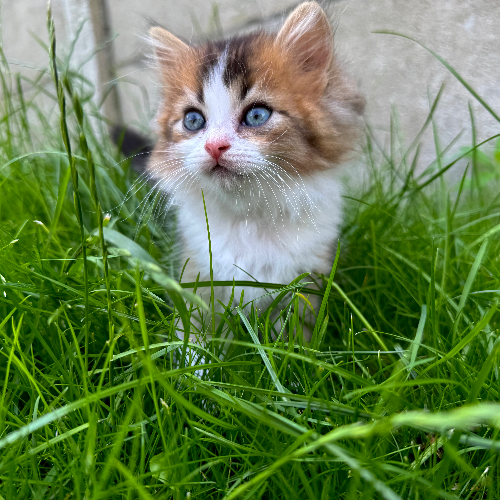 Foto van de poes