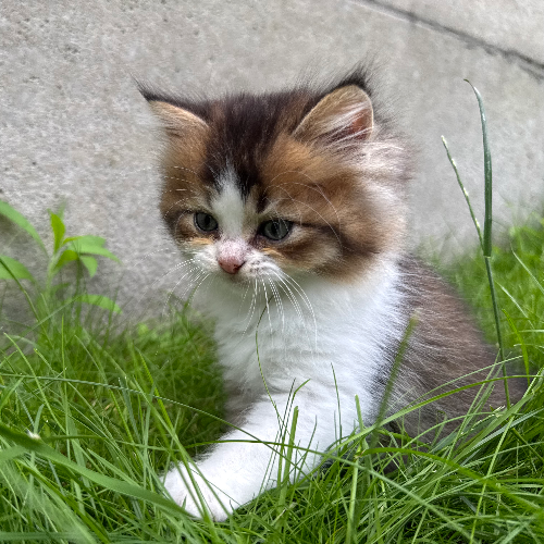 Foto van de poes