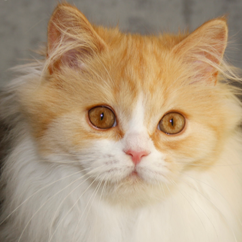 Foto van de poes