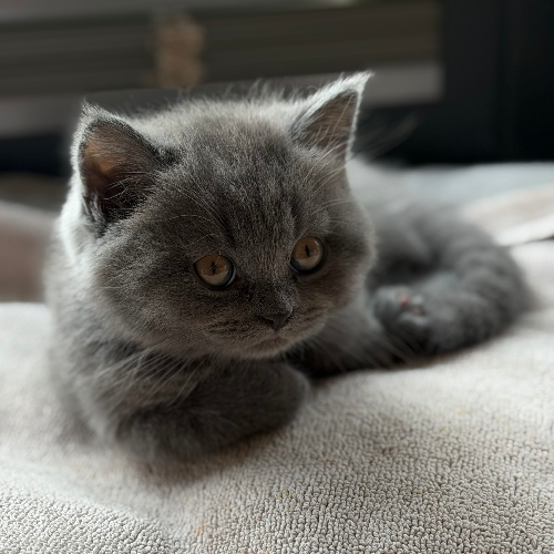 Foto van de poes