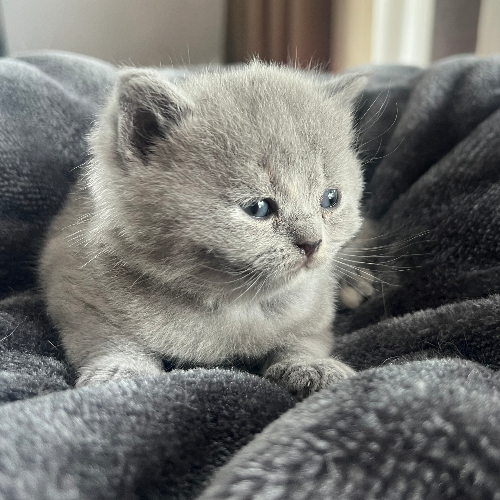 Foto van de poes