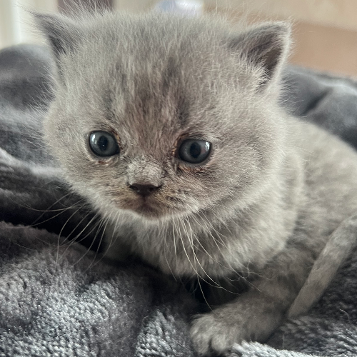 Foto van de poes