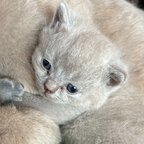Foto van de poes