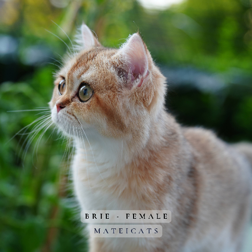 Foto van de poes