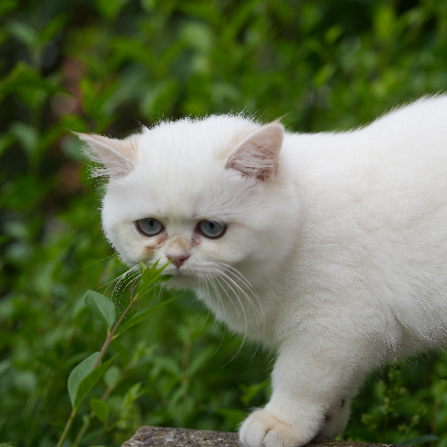 Foto van de poes