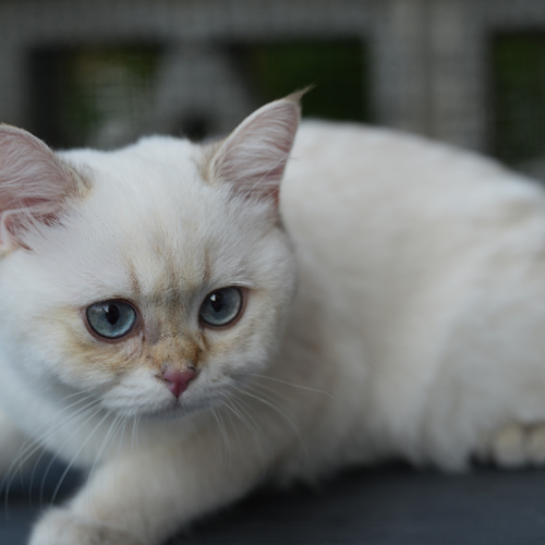 Foto van de poes