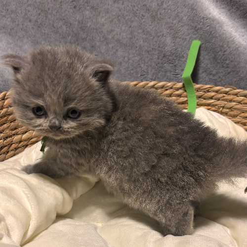 Foto van de poes