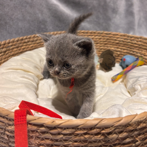 Foto van de poes