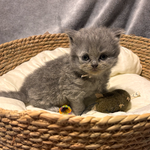 Foto van de poes