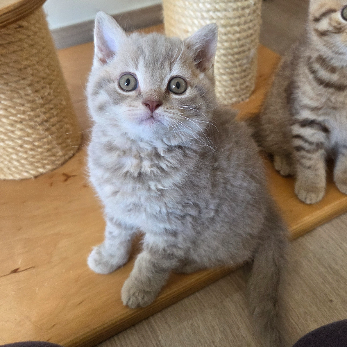 Foto van de poes