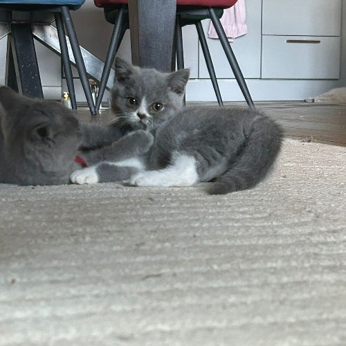 Foto van de poes