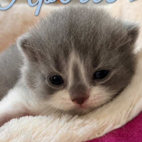 Foto van de poes