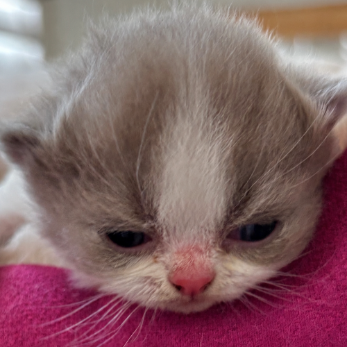 Foto van de poes