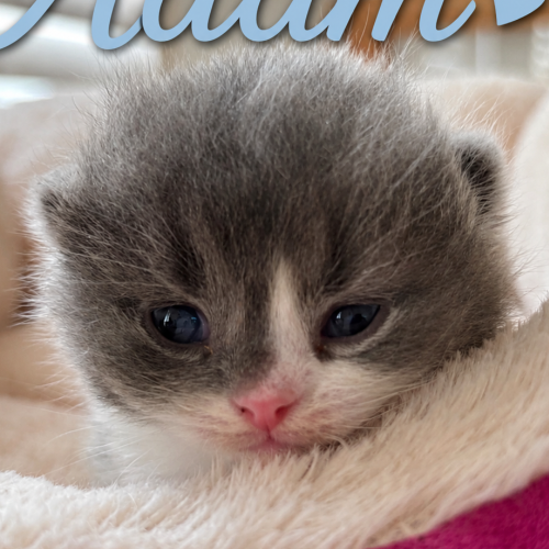 Foto van de poes