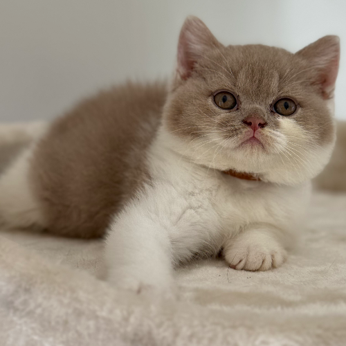 Foto van de poes