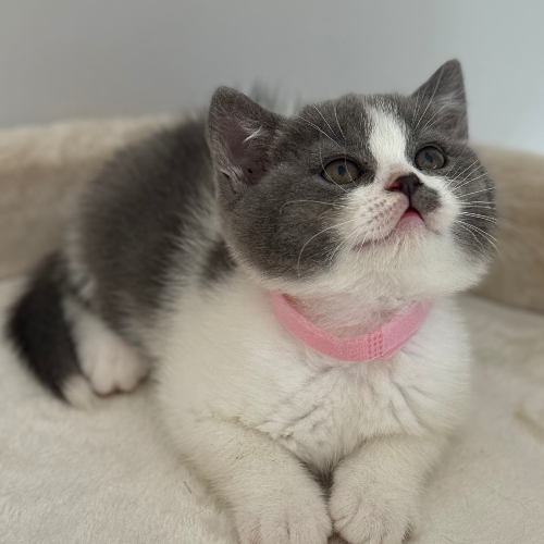 Foto van de poes