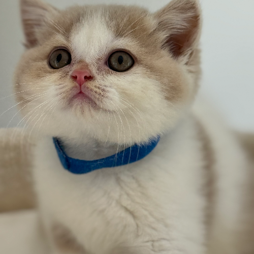 Foto van de poes