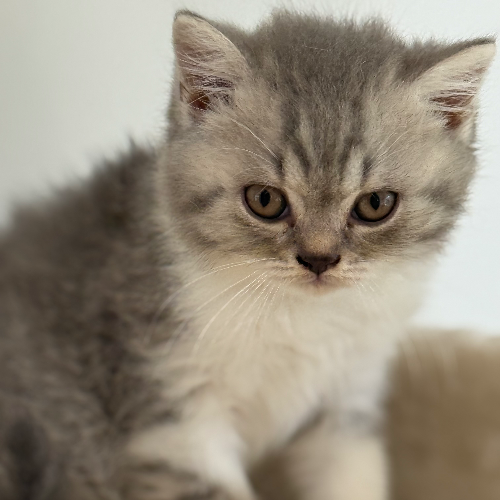 Foto van de poes