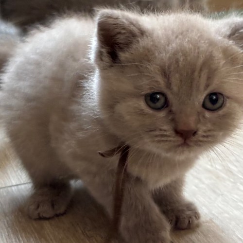 Foto van de poes